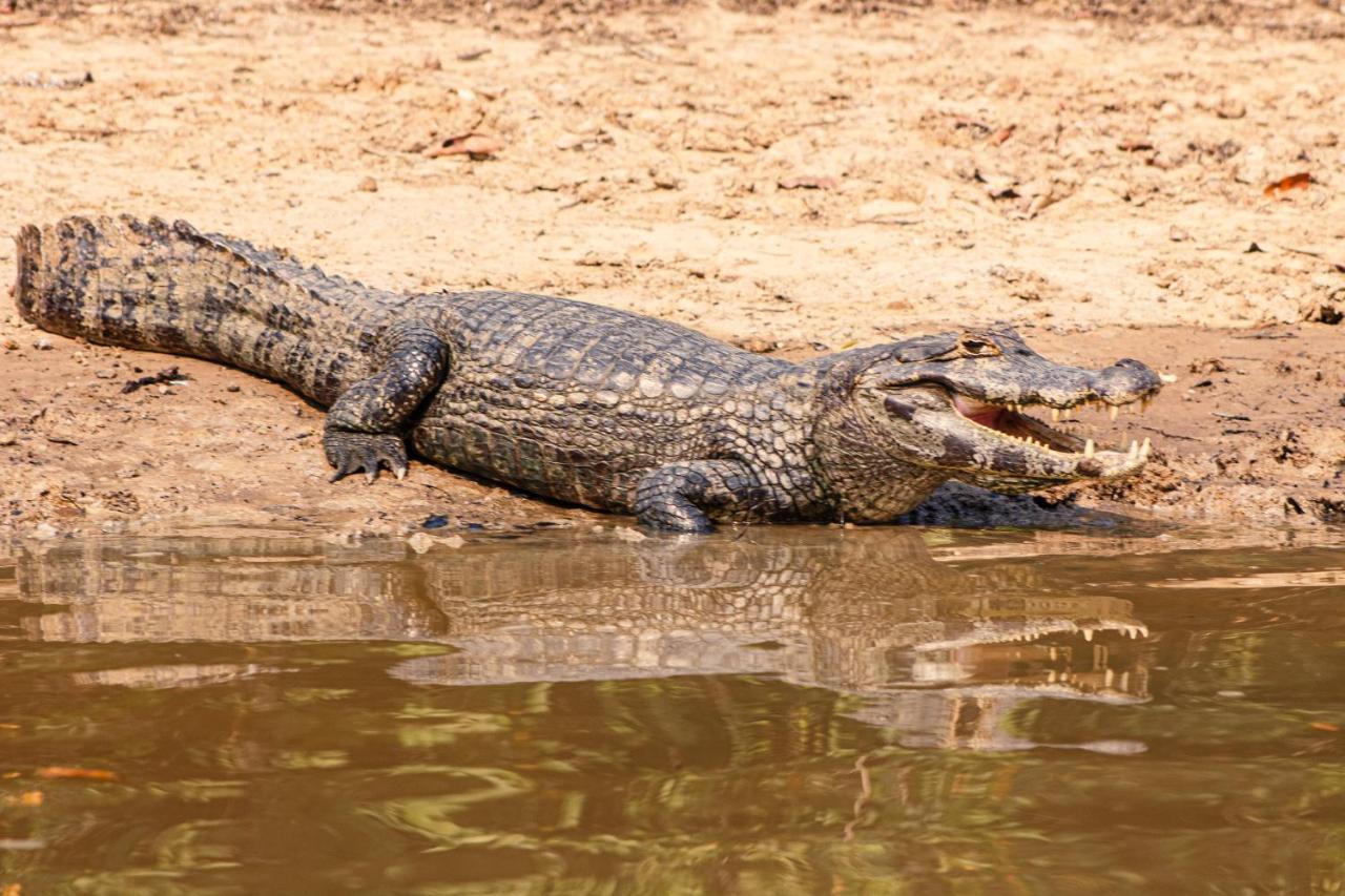 Hotel Pantanal Mato Grosso Poconé Kültér fotó
