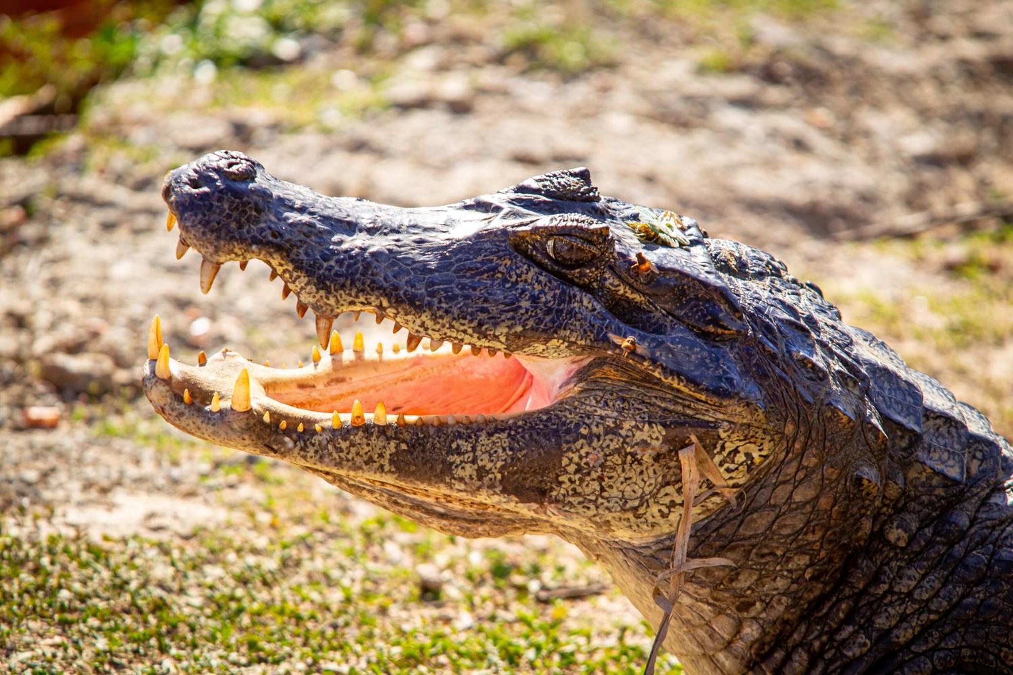 Hotel Pantanal Mato Grosso Poconé Kültér fotó