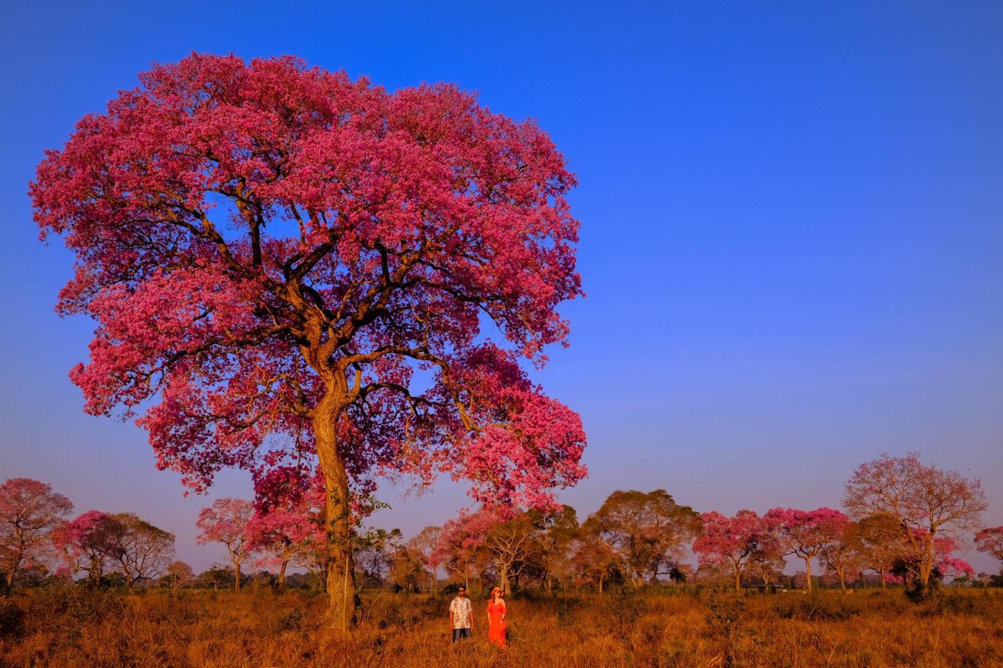 Hotel Pantanal Mato Grosso Poconé Kültér fotó