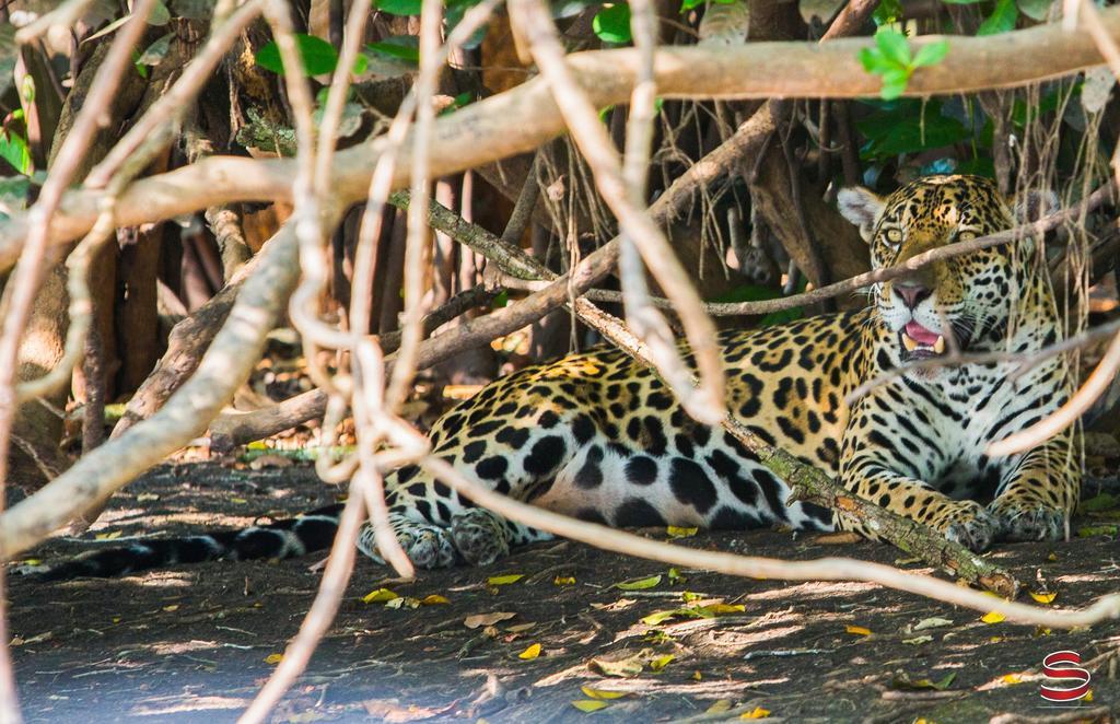 Hotel Pantanal Mato Grosso Poconé Kültér fotó