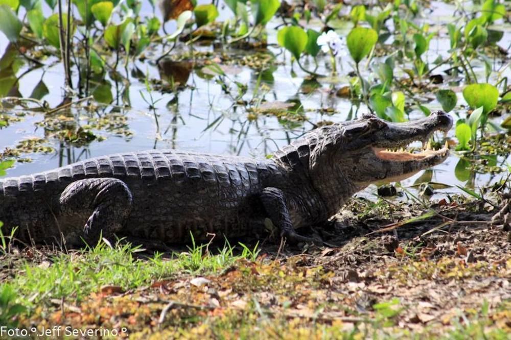Hotel Pantanal Mato Grosso Poconé Kültér fotó