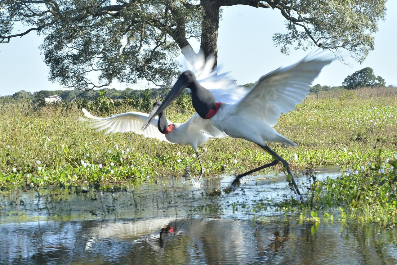 Hotel Pantanal Mato Grosso Poconé Kültér fotó