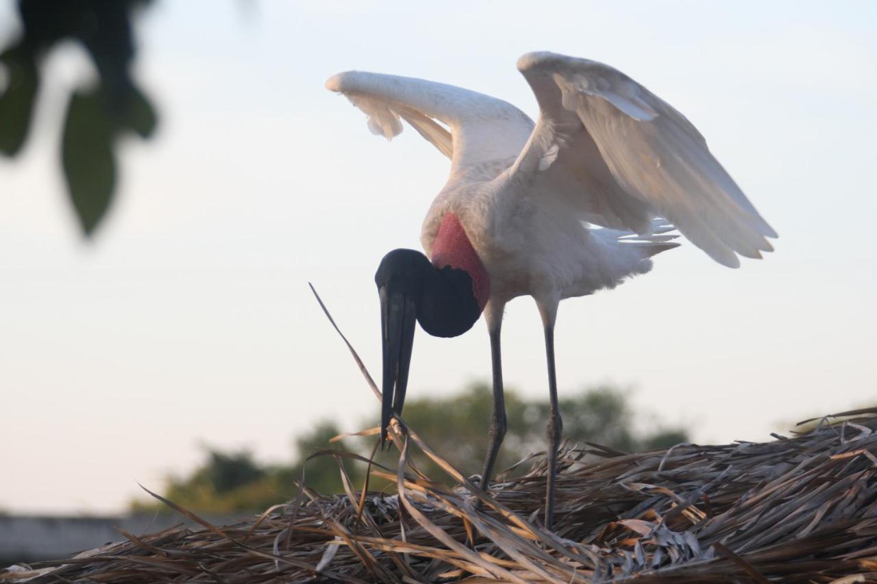 Hotel Pantanal Mato Grosso Poconé Kültér fotó
